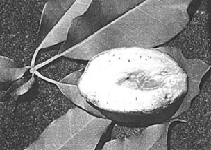 A seedless white sapote, natural size