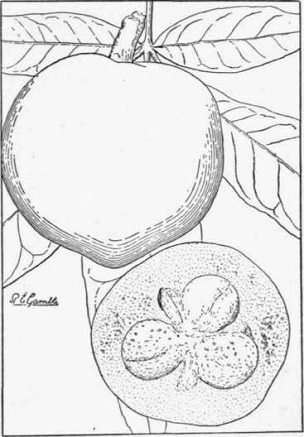 The white sapote (Casimiroa edulis), a common fruit of the Mexican and Central American highlands, is now grown in California and Florida. (X 1/2)