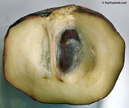 White sapote Redland, grafted