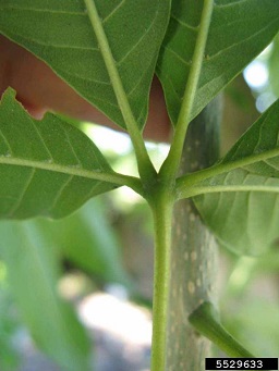 White Sapote (Casimiroa edulis cv. White Sapote) foliage