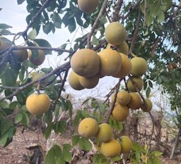 White Sapote, Casimiroa edulis, Jutiapa, GT-JU, GT