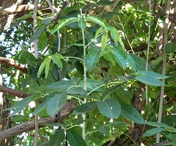 Shoot with compound leaves of a White sapote