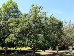 Plant specimen in the Fruit and Spice Park - Homestead, Florida, USA.