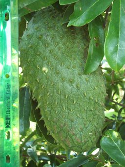 Soursop