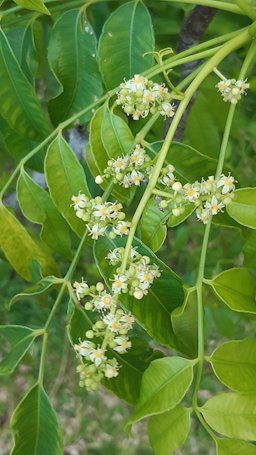 Ambarella Spondias dulcis, Anse Étoile, Seychelles