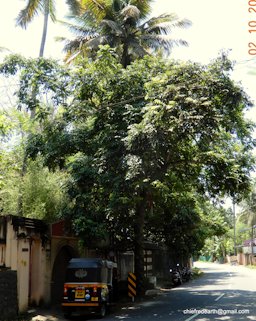 Ambarella Spondias dulcis, Punchakkari, Thiruvananthapuram, Kerala, India