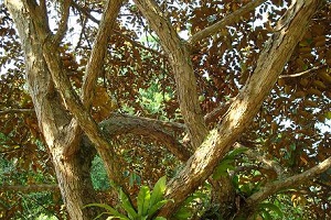 Tree growth habit