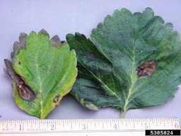 Phomopsis leaf blight (Phomopsis obscurans) on Strawberry)