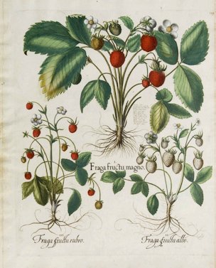 Fragaria vesca L. [as Fraga fructu albo]