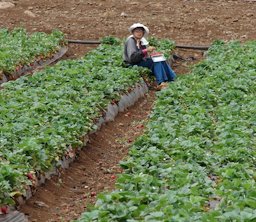 Fragaria x ananassa (Cultivated strawberry). Crop and worker in field. Omaopio, Maui, Hawaii