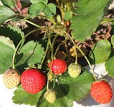 Fruits of Fragaria x ananassa Duchesne ex Rozier, < 327 days >