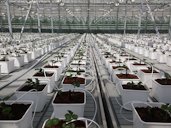 Выращивание клубники ТОО "Тепличные Технологии Казахстана" , Greenhouse technology of Kazakhstan