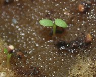 Seeds and cotyledon of Fragaria x ananassa Duchesne ex Rozier