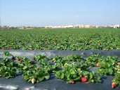 A field using the plasticulture method