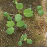 Cotyledon of Fragaria x ananassa Duchesne ex Rozier, < 9 days >