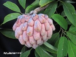 Sugar apple