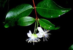 Surinam cherry flowers