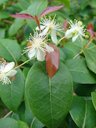 Flowers and new red foliage growth