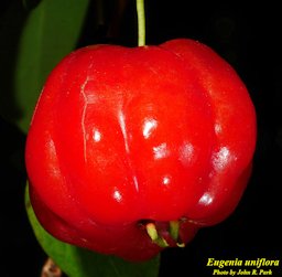 Surinam cherry, Eugenia uniflora