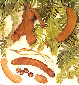 Plate XIV: TAMARIND, Tamarindus indica