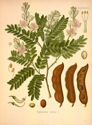 Tamarindus indica L.