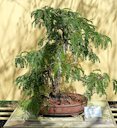 Bonsai in the Morikami Museum and Japanese Gardens - Palm Beach County, Florida, USA.