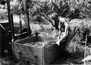 Bay of Plenty, New Zealand. Tamarillo harvest.