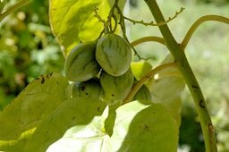 Unripe fruit