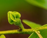 Diospyros kaki Fuyu young fruits