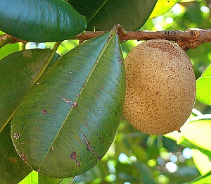 Mammea americana, the Mammee Apple