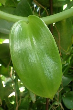 Vanilla planifolia at Garfield Park Conservatory