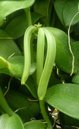 Vanilla planifolia at Garfield Park Conservatory.