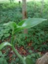 Vainilla, Vanilla planifolia Andrews. Veracruz, Mexico