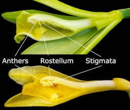 V. planifolia (top) and V. pompona (bottom) flowers with anthers (pollinia), rostellum, and stigmata. The stigmata are shielded directly behind the rostellum.