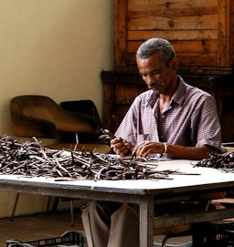 Trieur de vanille sur l'île de La Réunion