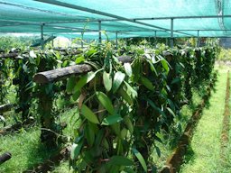 Culture. Vanilla fragrans, Bras-Panon, La Réunion