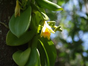 Flowers are fragrant, and are attractive to bees, butterflies and birds.