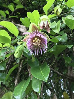 Golden Bellapple Passiflora laurifolia, Kuamoʻo Rd, Kapaa, HI, US