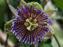 Golden Bellapple Passiflora laurifolia , Kauai County, HI, USA