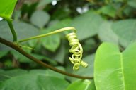 Passiflora laurifolia