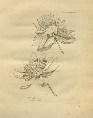 Passiflora laurifolia L.