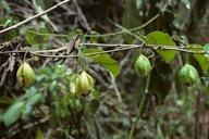 Passiflora laurifolia L.