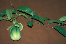 Passiflora laurifolia (with fruit). Maui, Keanae, Hawai'i