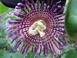 Passiflora laurifolia (Yellow water lemon, Jamaican lilikoi) Flower. Waihee Ridge Trail, Maui, Hawaii.