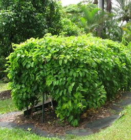 Trellised vine, Pali o Waipio Huelo, Maui, Hawaii