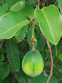 Bell-apple. Pomme d'or, ou pomme lianne aux Antilles