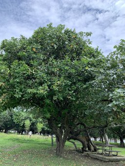 Wax Apple ,Syzygium samarangense, Taipei, Taiwan