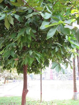 Syzygium samarangense (Rose apple) tree in RDA, Bogra