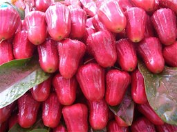 rose apple/java apple/wax apple (Syzygium samarangense) - pink variety