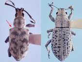 Adult Sri Lankan weevil, Myllocerus undecimpustulatus undatus Marshall (left) comparison with the little leaf notcher, Artipus floridanus Horn (right).